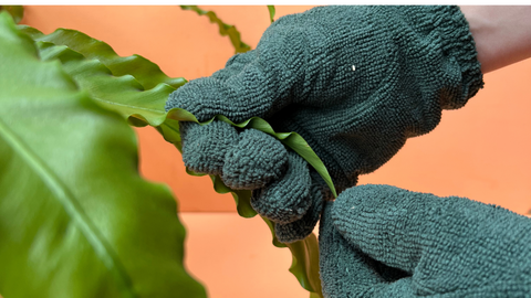 microfibre gloves wiping leaves