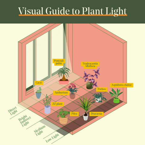 houseplant lighting guide graphic