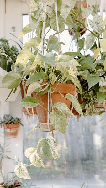 bushy pothos