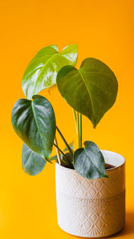 yellow background monstera young