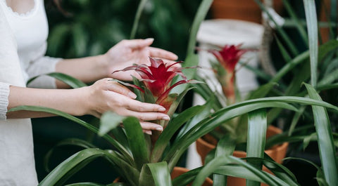 bromeliad with hands