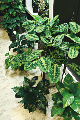 group houseplants