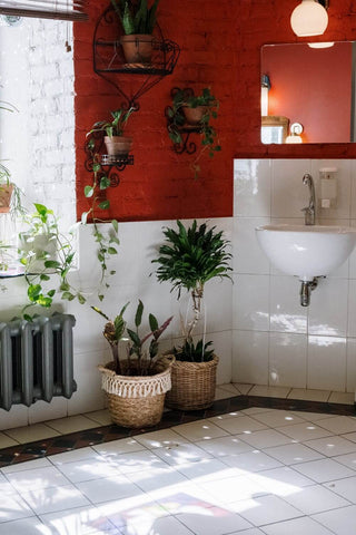 Houseplants in bathroom