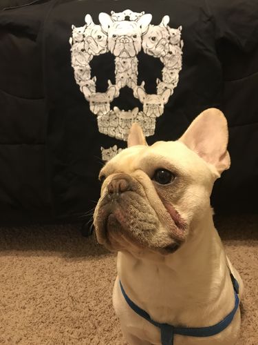 French Bulldog Skull