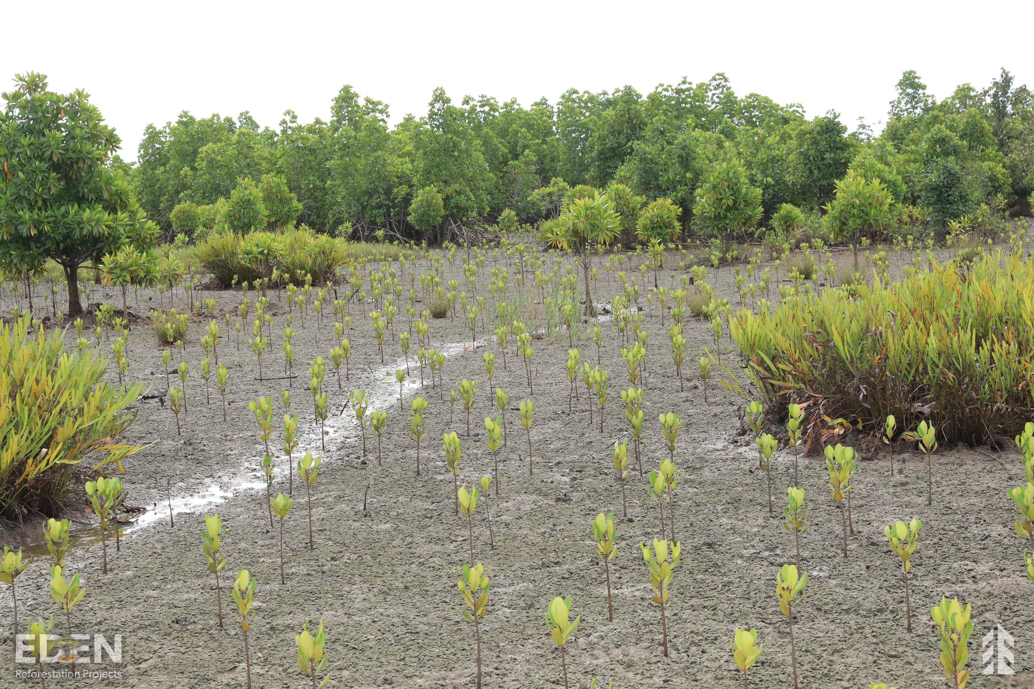 MANGROVE TREES ECODRIVE