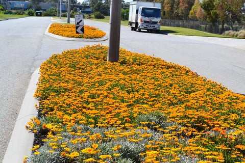 A photo featuring Dinsan Nursery's quality wholesale plants at Chifley Business Park, Melbourne.