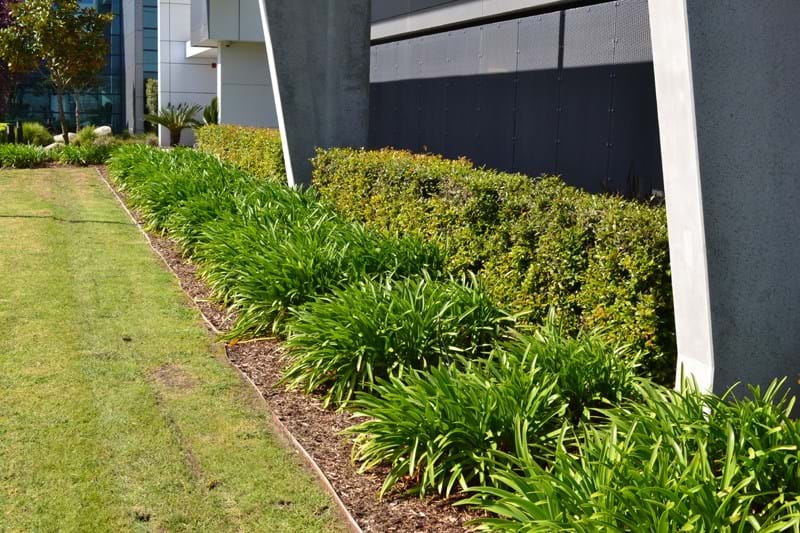 A photo of the gardens at Simplot Australia featuring Dinsan Nursery's quality wholesale plants.