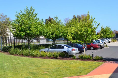 A photo featuring Dinsan Nursery's quality wholesale plants at Chifley Business Park, Melbourne.