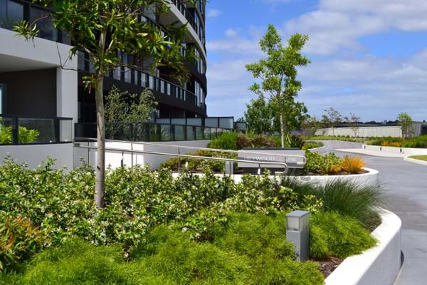 A photo of the gardens at Tooronga Village showcasing Dinsan Nursery's quality wholesale plants. Tooronga Village is a previous project of Dinsan Nursery's.