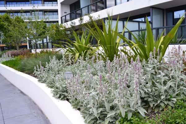 A photo of the gardens at Tooronga Village showcasing Dinsan Nursery's quality wholesale plants. Tooronga Village is a previous project of Dinsan Nursery's.