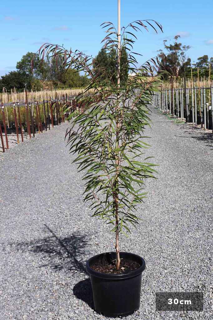 Callistemon viminalis Slim™ Australian Plants Online