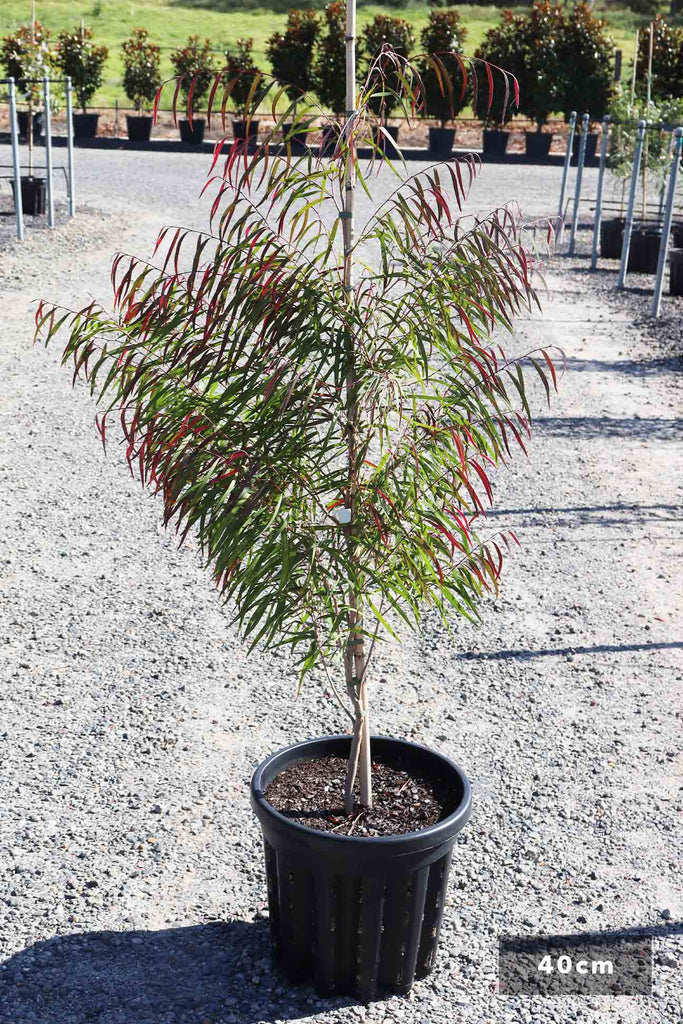 Callistemon viminalis Slim™ Australian Plants Online