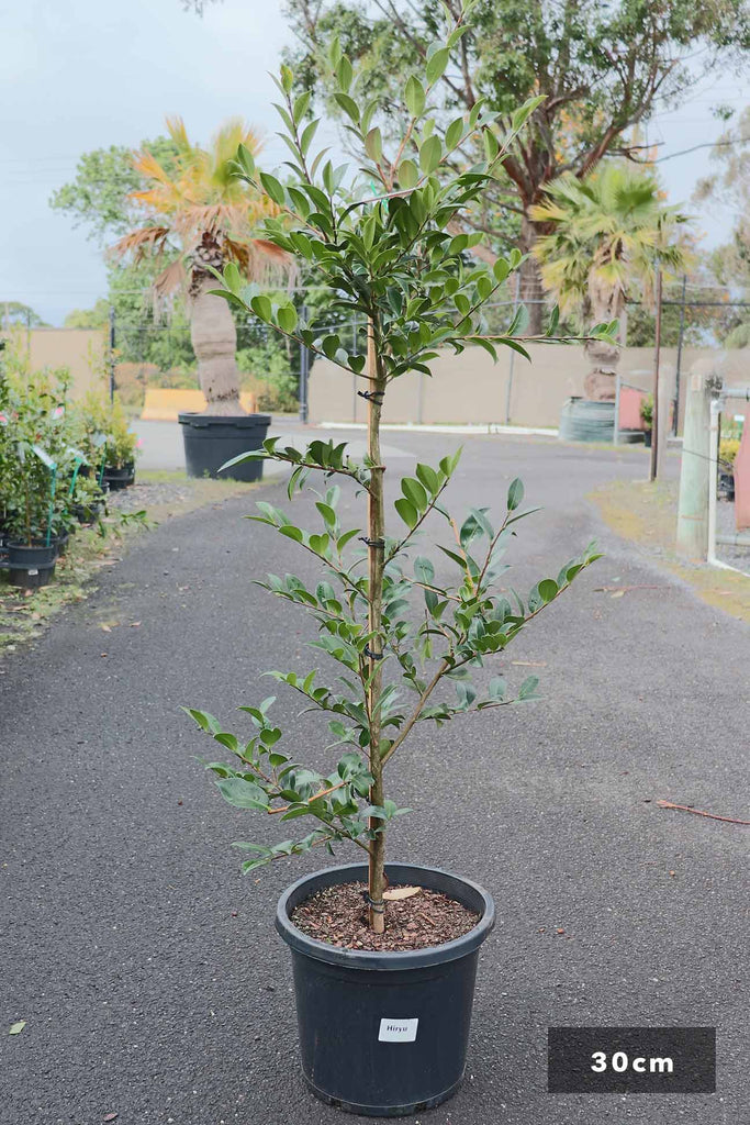 Camellia sasanqua 'Jennifer Susan' 8 Pot - Hello Hello Plants