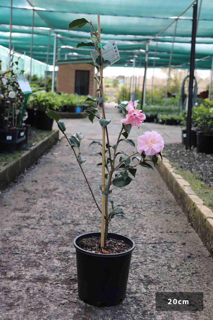 Camellia sasanqua 'Jennifer Susan' 8 Pot - Hello Hello Plants