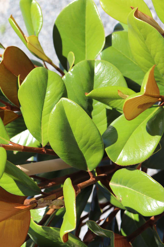 Magnolia grandiflora 'Teddy Bear' – Dinsan Nursery