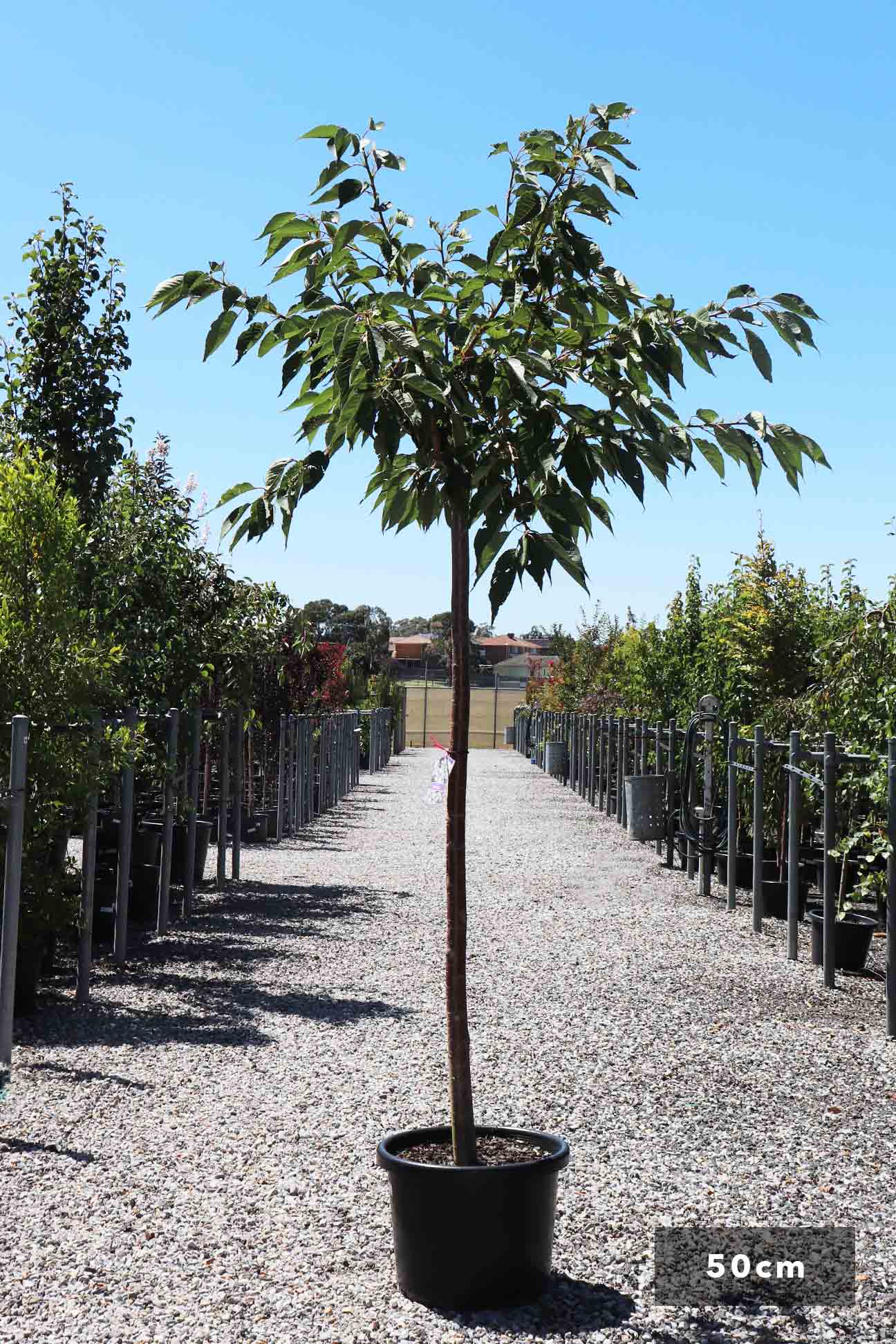 Prunus Serrulata Shirotae Mt Fuji Dinsan Nursery