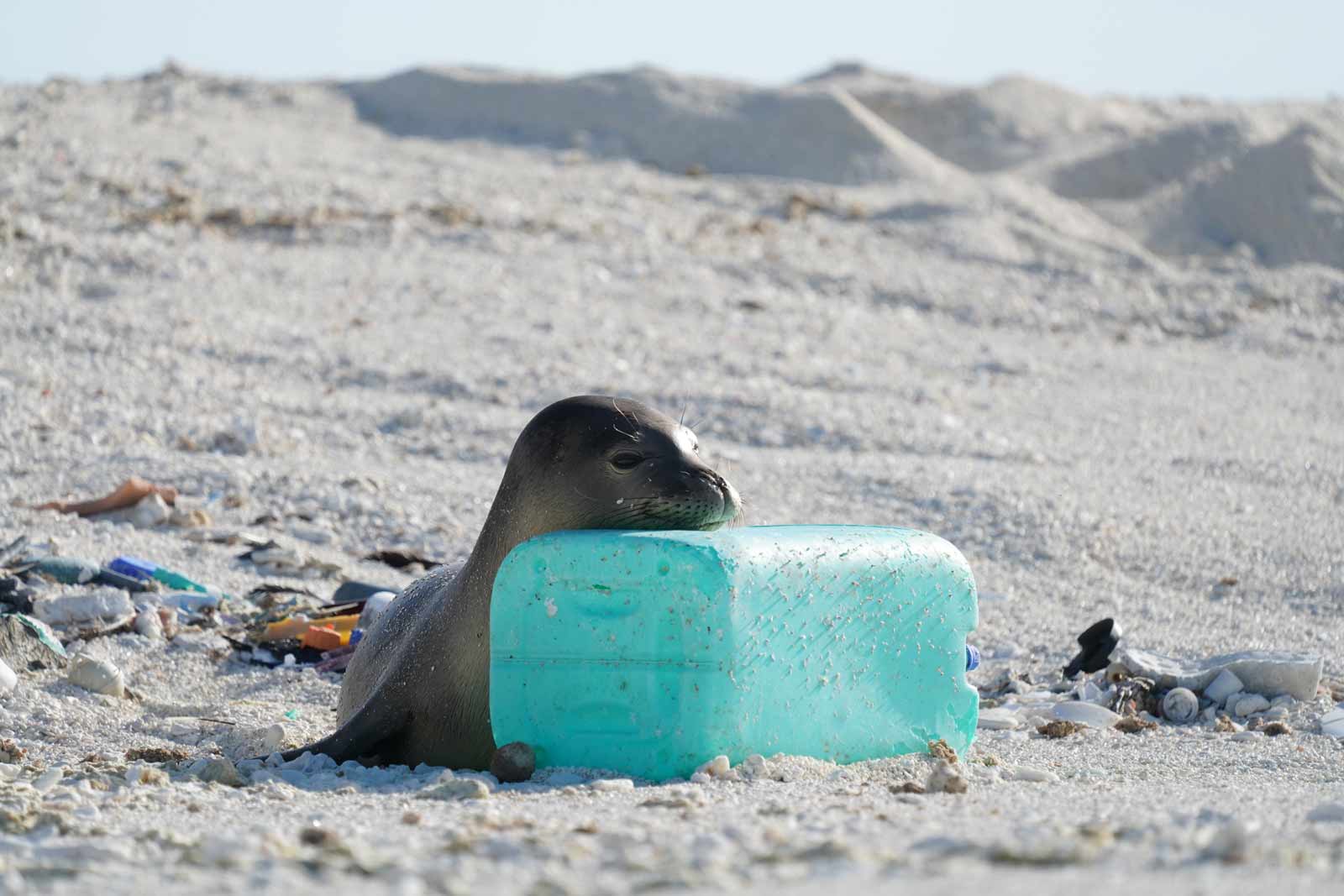 Monkseal with Plastic Bottle