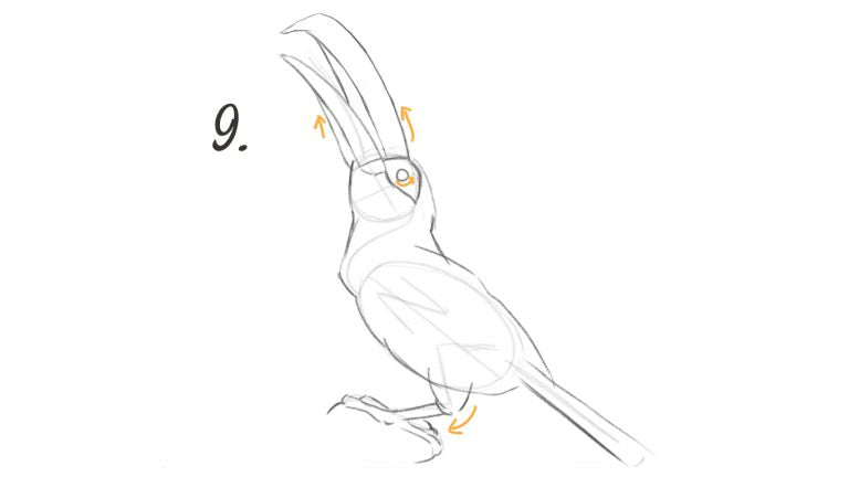Draw how the beak attaches to the skull which is unique to every bird.