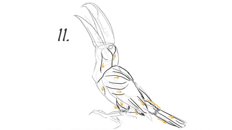 Draw lines to guide you drawing the feather details.