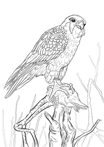 Falcon colouring page