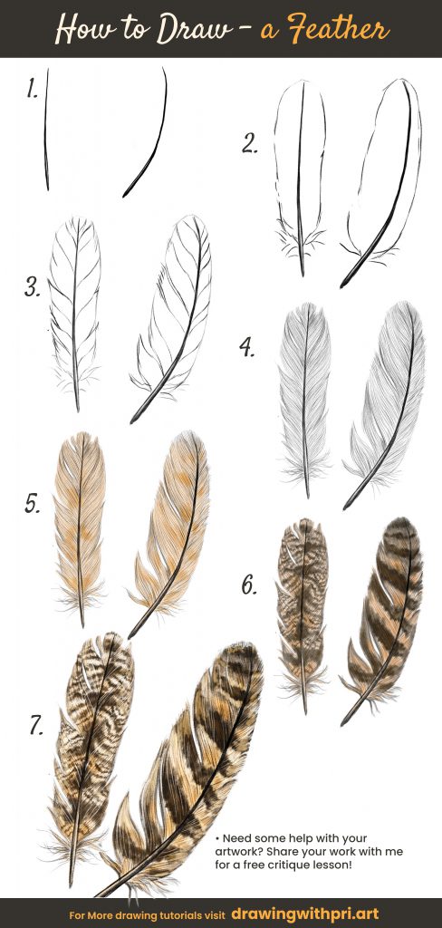 How to draw a feather. Add the stripes and striations.