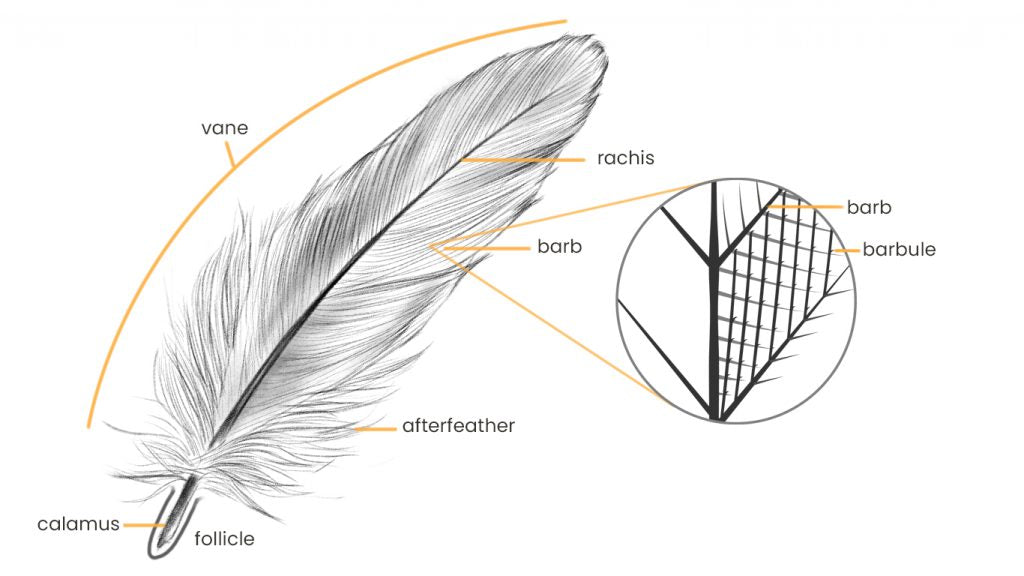 Parts of the feathers are the vane, rachis, barbs, afterfeather and the hollow shaft called the calamus.