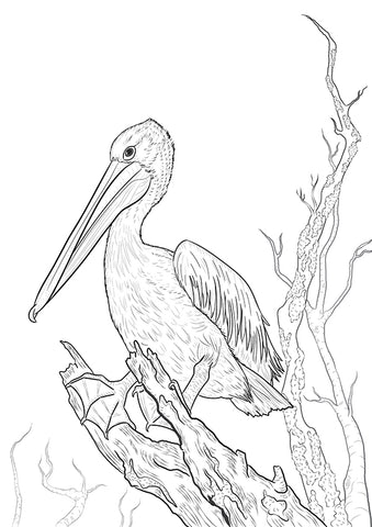 Pelican colouring page