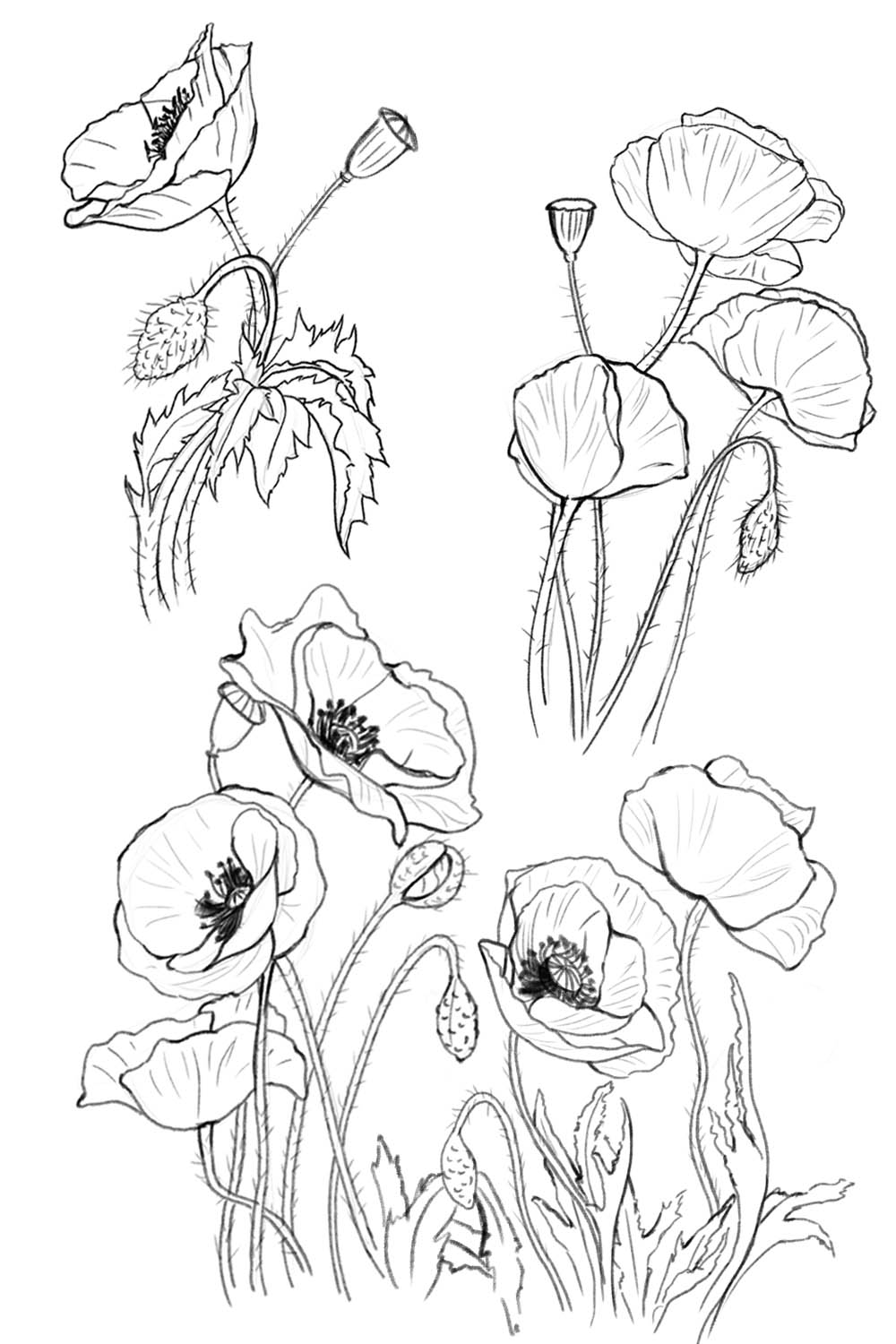 Digital sketches of poppy flowers.