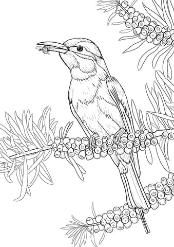 Rainbow bee-eater bird
