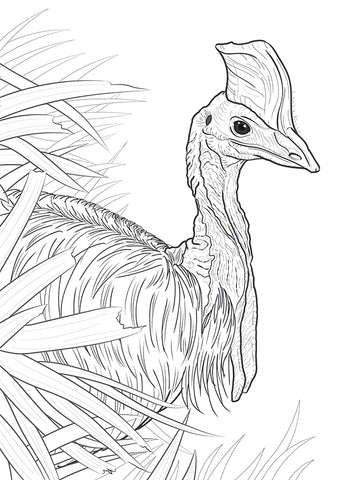 Southern Cassowary