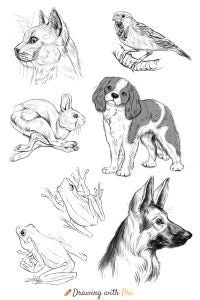 Animal drawings
