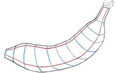 banana cross-contours