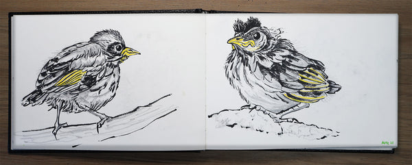 Sketching birds