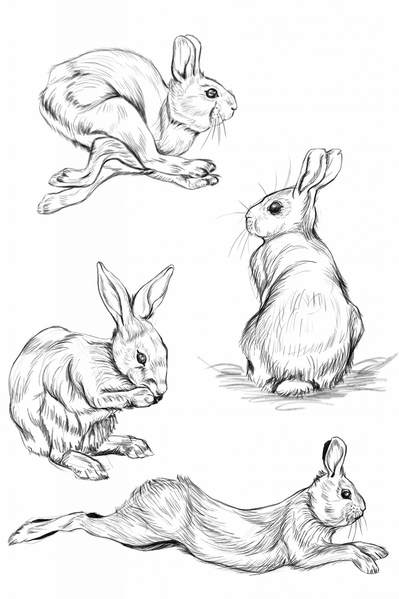 different rabbit poses exercise