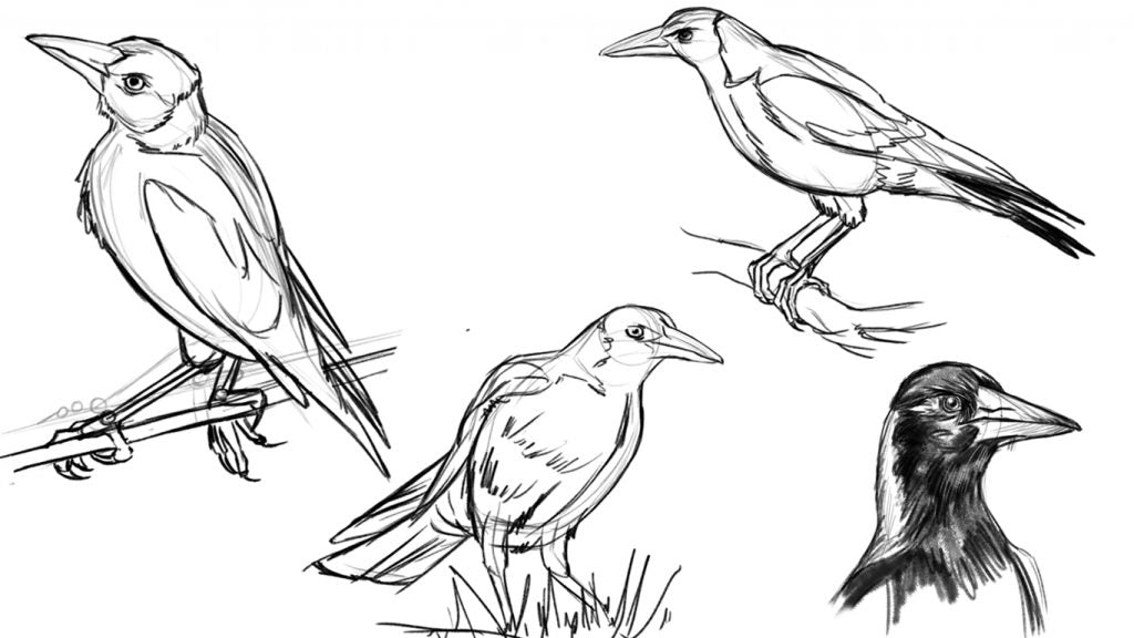 Quick sketches of birds