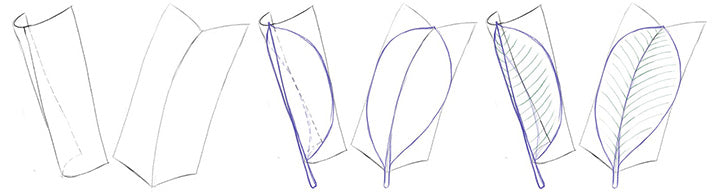 frangipani leaf drawing