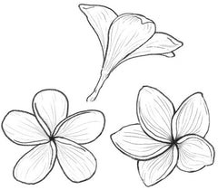 Frangipani flower details