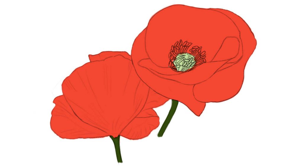 Adding the colours to the petals and stem of the poppy flower.