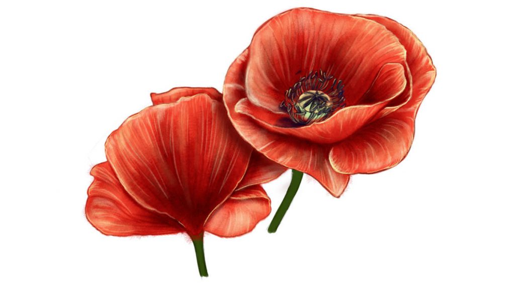 Painting in the highlights of the poppy flower.