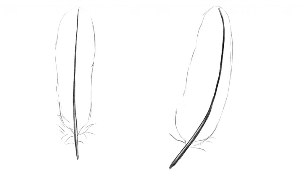 How to draw a feather. Draw the Vane of the feather.