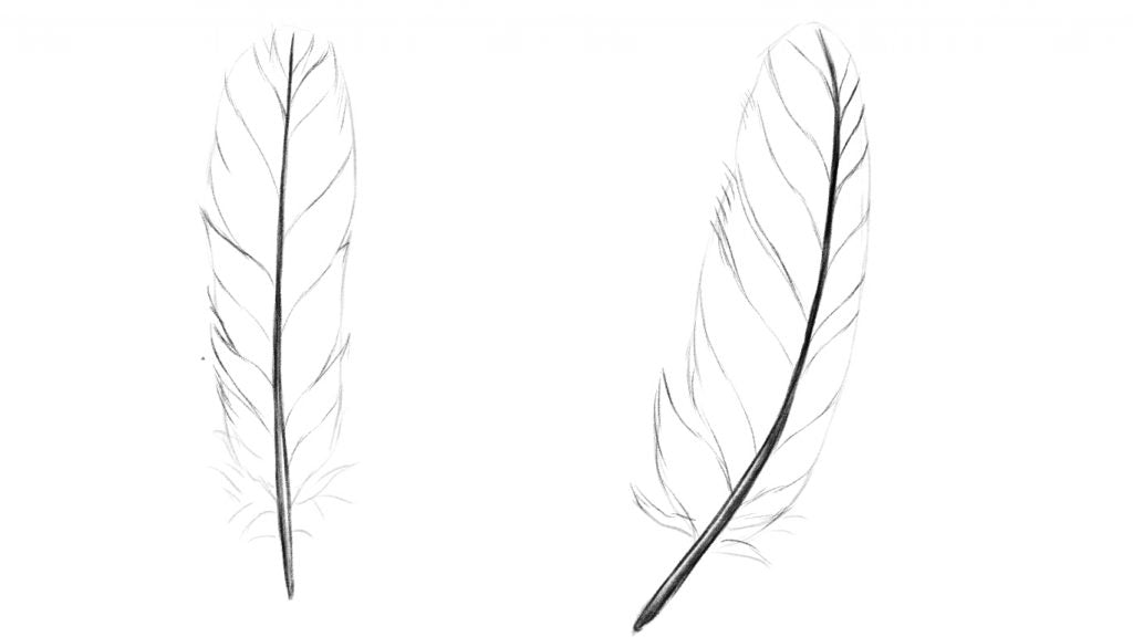 How to draw a feather. Draw the barbs.