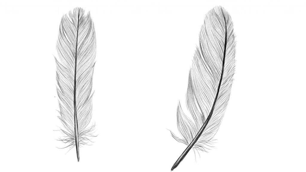 feather drawing with birds