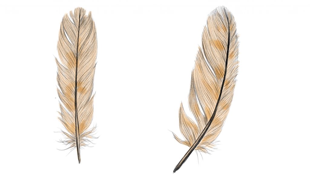 How to draw a feather. Fill in the base colours of beige.