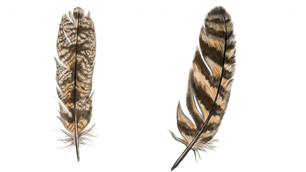 How to draw a feather. Add the stripes and striations.