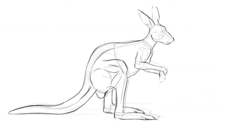How to draw a kangaroo - Step 4