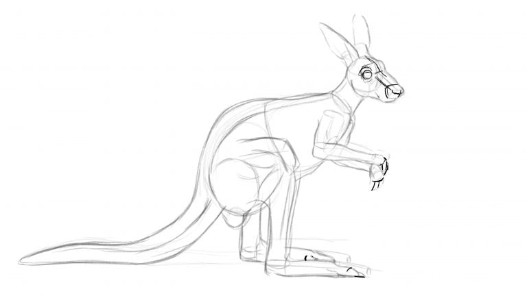 How to draw a kangaroo - Step 5