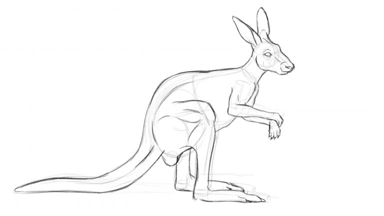 How to draw a kangaroo - Step 6
