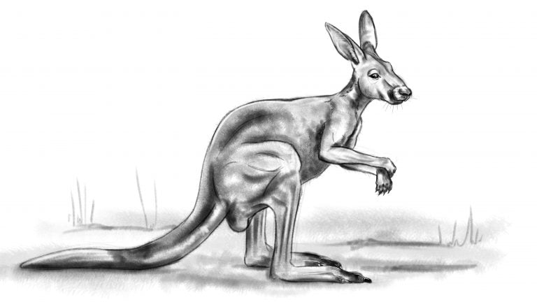 How to draw a kangaroo - Step 8