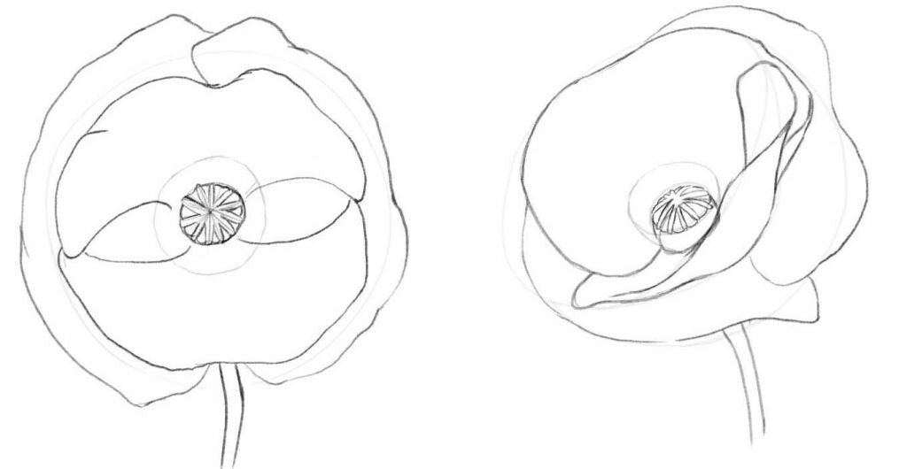 Adding the details to the stigma to the poppy flower.