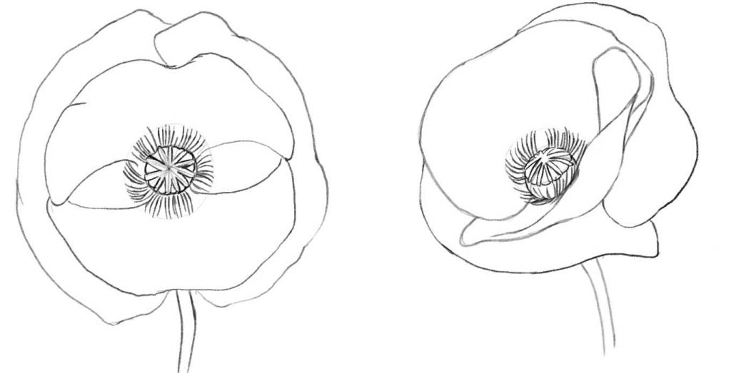 Drawing the filaments of the poppy flower.